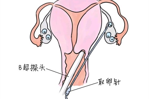 http://shanghai.huochezhan.net/post/205.html|上海供卵助孕